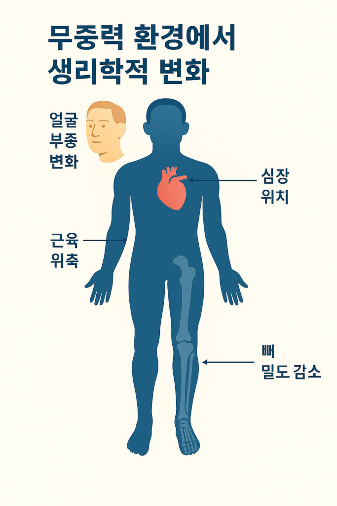 무중력 환경에서 생리학적 변화가 일어나는 인체 일러스트